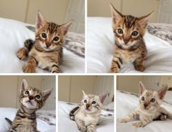6 Obedient Bengal Kittens