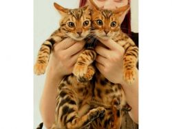 cute Bengal Kittens