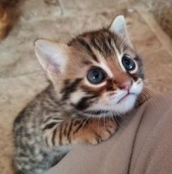 Bengal Kittens Looking For New Home