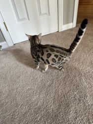 Flutty Male & Female Bengal Kittens For Sale