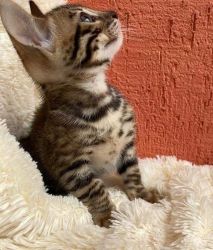 Bengal Kitten available