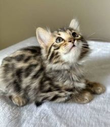Cashmere Bengal female kittens available