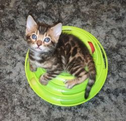 Bengal Kittens Available