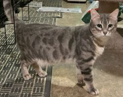 BENGAL BLUE SPOTTED ADULT SPAYED