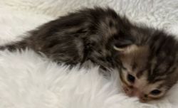 Skylar Brown Bengal kitten available
