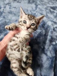 FireFox - Bengal kitten ready to be reserved!!!!