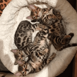 Beautiful Bengal Kittens For Sale