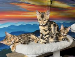 Bengals Kittens Stunning Rosettes