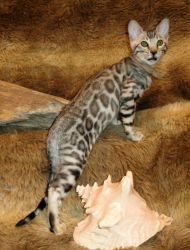SILVER MALE & FEMALE ROSETTED BENGAL KITTENS