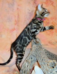 Silver Male & Brown Male and Female Bengal Kittens