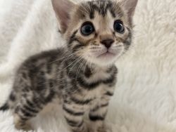 Skylar Brown Bengal kitten available