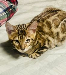Gorgeous full bred Bengal Kittens for sale!!
