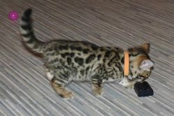 Mini Toy Bengal Kittens For Adoption.......