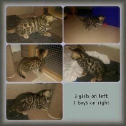 Male/Female Bengal Kittens for sale