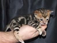 Vet Checked Bengal Kittens