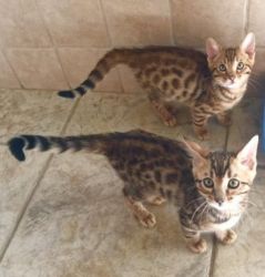 Tica Registered M/f Bengal Kittens For Sale