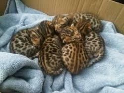 lovely bengal kittens now available