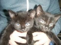 black bengal kittens