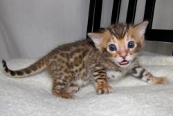 Adorable Bengal Kittens Available For New Homes