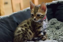 Bengal Pure Breed Kittens