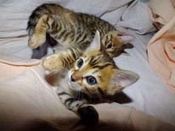 Gorgeous Male And Female Bengal - For Sale