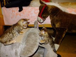 Bengal Kittens! - For Sale