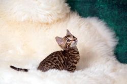 Healthy bengal kittens for adoption