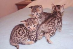 important Bengal kittens Adonic