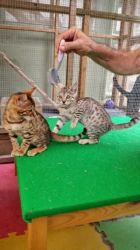 Tica Registered Bengal Kittens Available