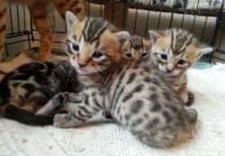 Registered Bengal Cat for Adoption