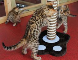 Bengal Kittens - Tica Registered