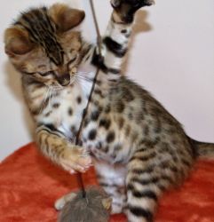 male and female Bengal kitten for adoption.
