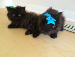 Bengal and persian kittens for loving homes