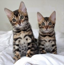 cute and adorable Bengal kittens for good homes