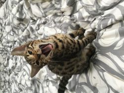 BENGAL CATS FOR SALE