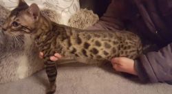 Adorable and well trained Bengal M/F Kittens ready for a new homes,