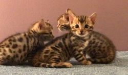 Tica Brown Spoted Rosetted Bengal Kittens Ready