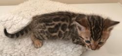bengal kitten ready for sale