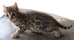 Male and Female Bengal kittens looking for a good home.