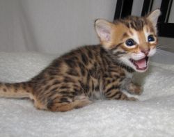 cute looking Bengal Kitten for adoption....