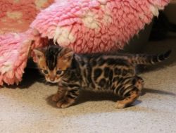 Bengals Kittens Ready For New Homes