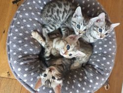 3 Bengal Kittens