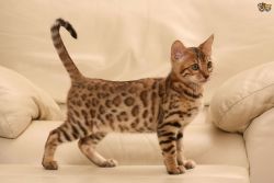 cute male and female Bengal kittens for adoption...