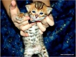 Adorable Bengal Kittens for Adoption