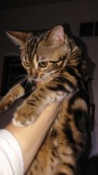 TICA bengal kittens, F5's very tame ( on sale) $500.00 each