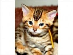 Cute male And Female Bengal kitten For Free Adoption