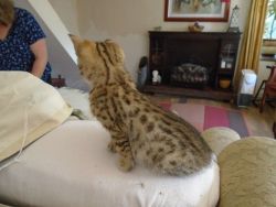 Paired Bengal Kittens need Homes Urgently