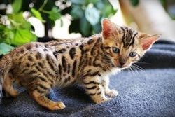 Male And Female Bengal kittens