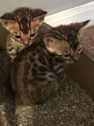 TICA Bengal kittens