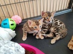 Lovely Bengal Kittens kittens For Adoption